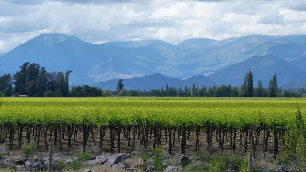 La imagen muestra el paisaje de viñedos en la Cordillera de Los Andes