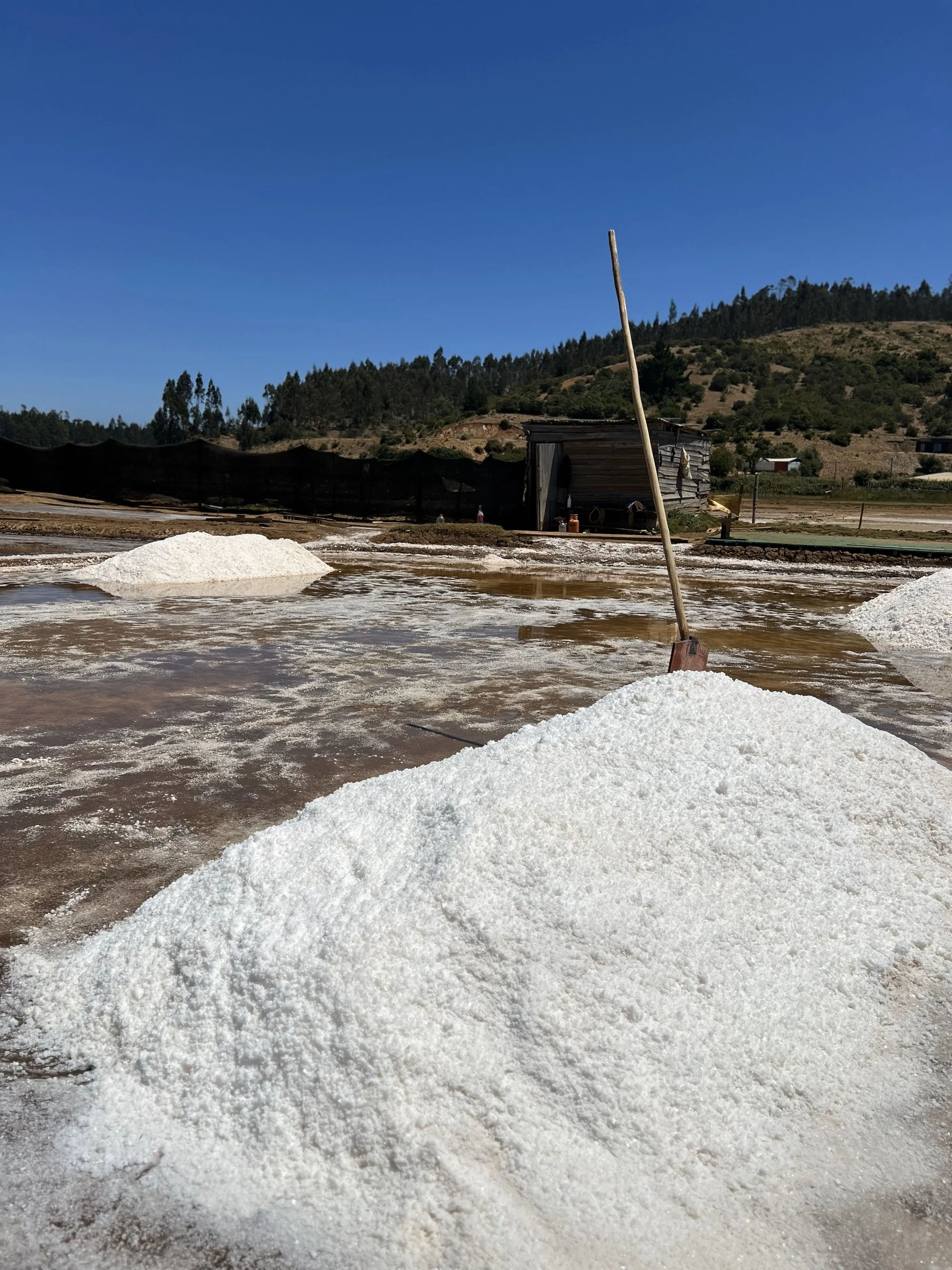 Sal marina de Chile: un lujo gastronómico en riesgo de extinción 0