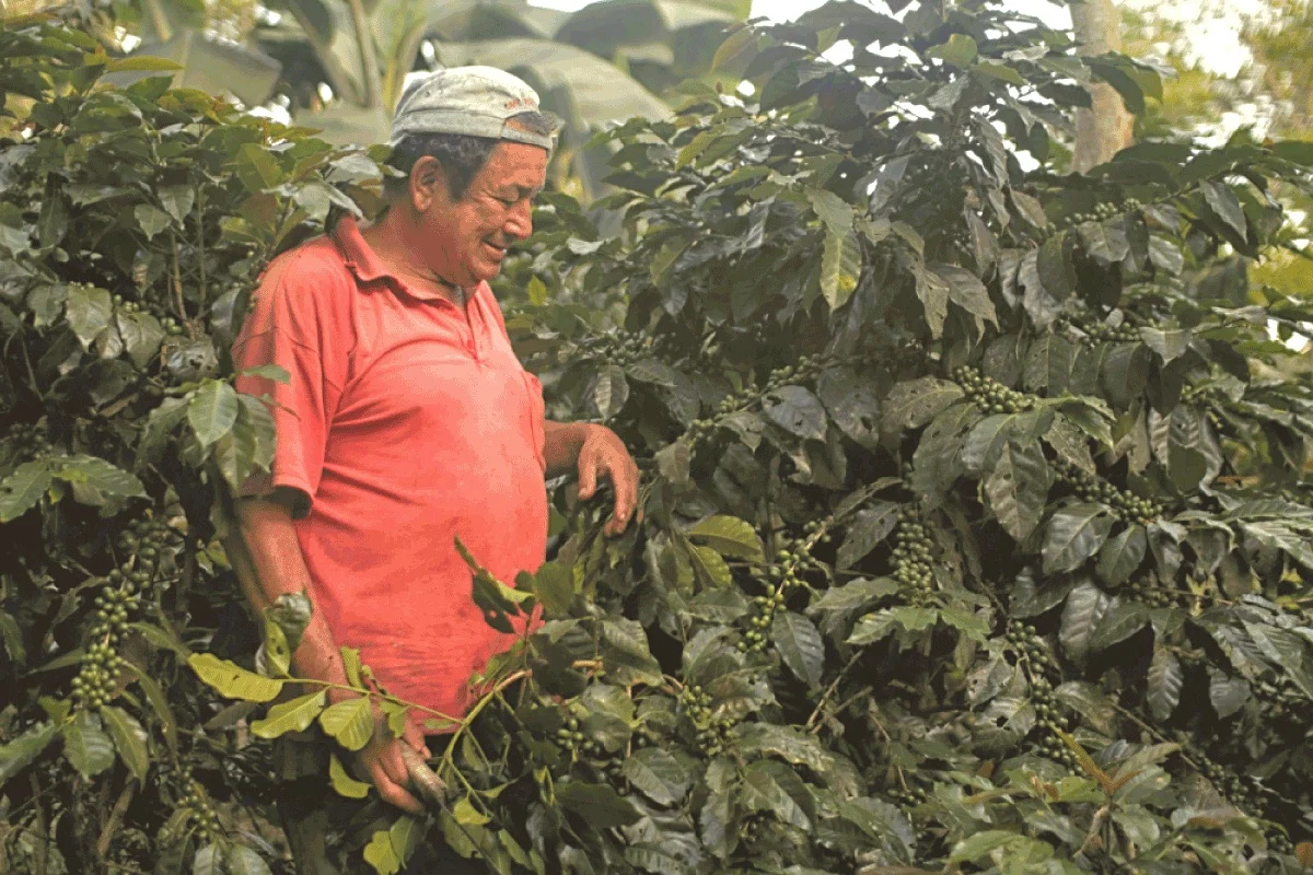 Café peruano a la conquista de Europa 3