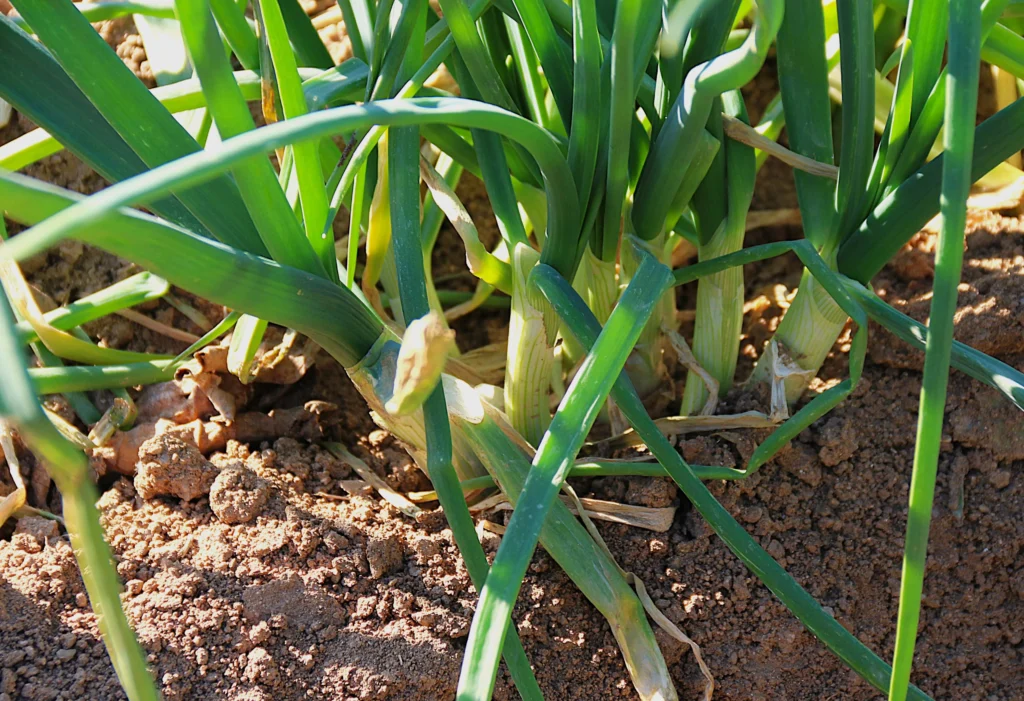 Foto de Antonio Ron. Calçots calçats a Tiana