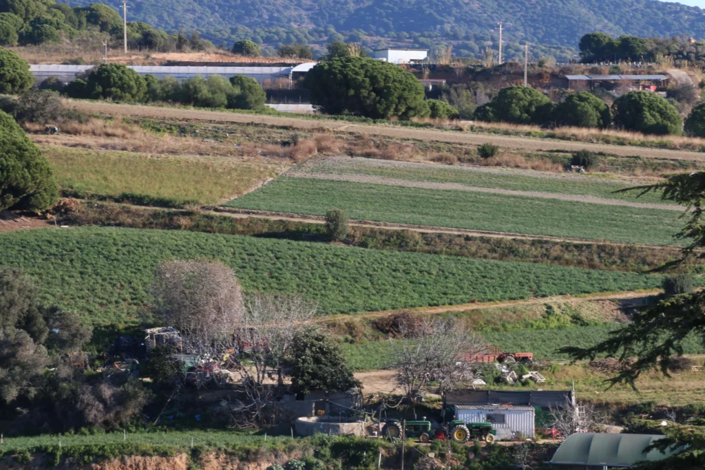 Foto de Antonio Ron. Campo de calçots