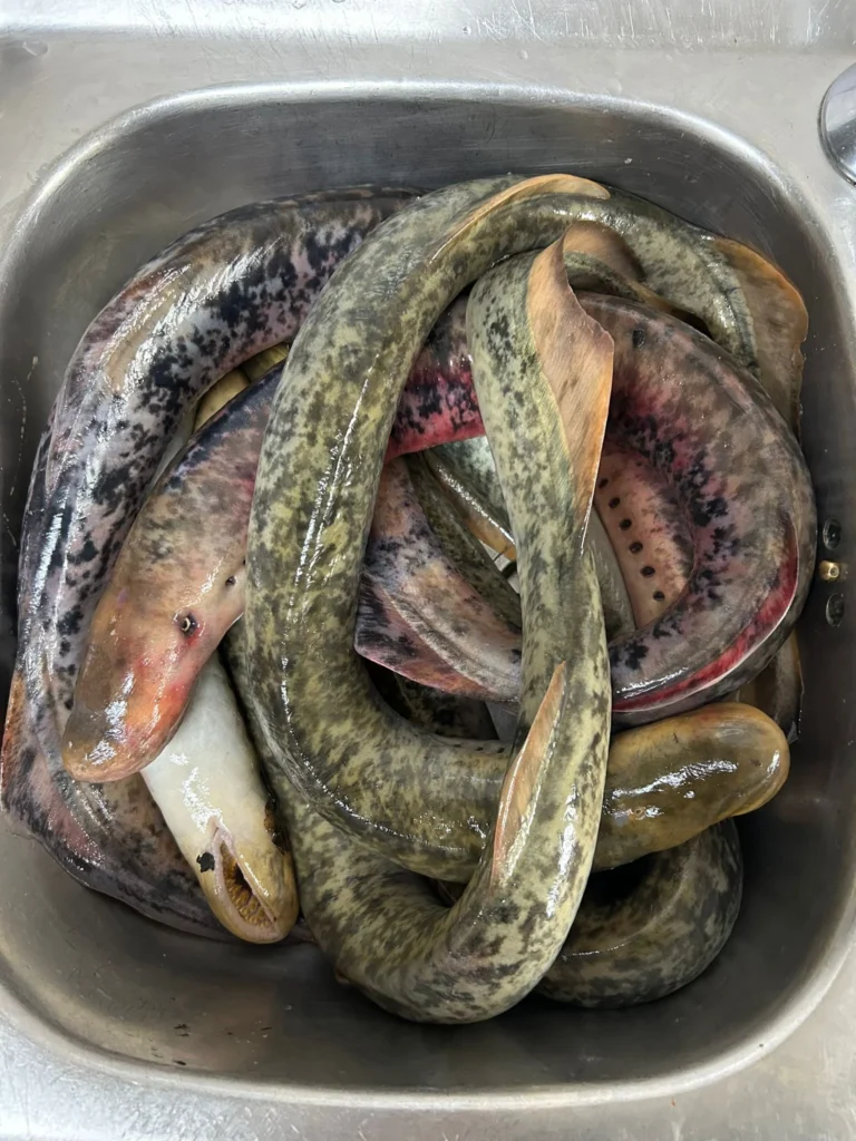Ejemplares de Lamprea (Autor: Restaurante Casa Farrucán)