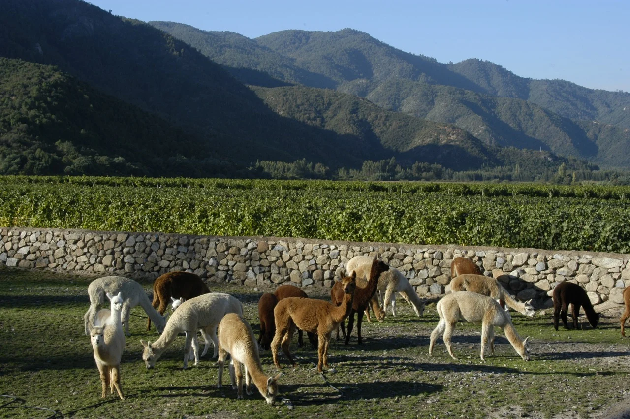 Emiliana, el viñedo orgánico y biodinámico más grande del mundo 1