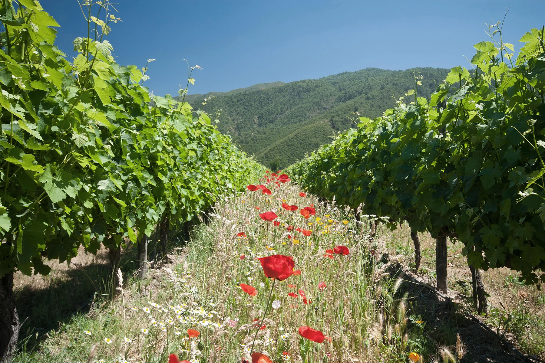 Emiliana, el viñedo orgánico y biodinámico más grande del mundo 0