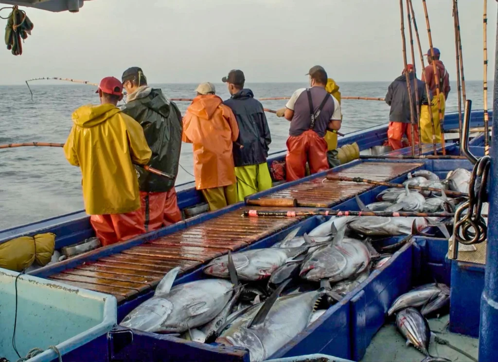 La pesca de túnidos es tradicional, a caña y sostenible (imagen Conservas Romero)