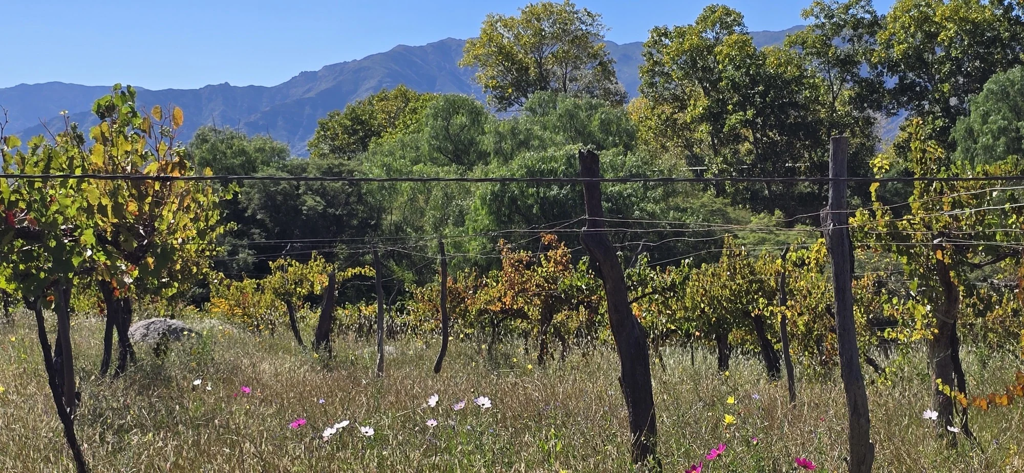 La primera bodega argentina: Colomé 0