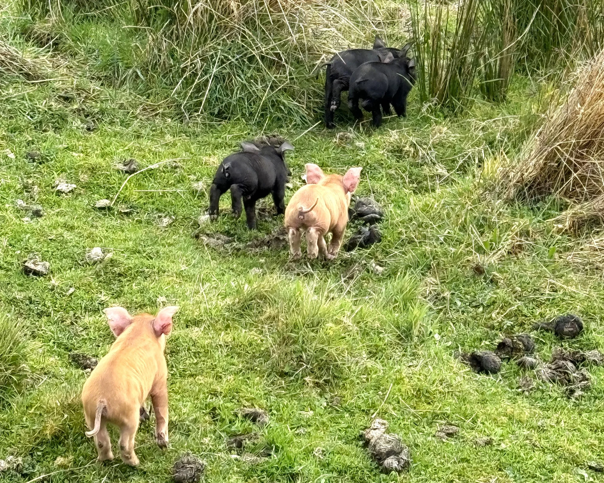 En el remoto sur de Chile, nace la DO Chiloé 2