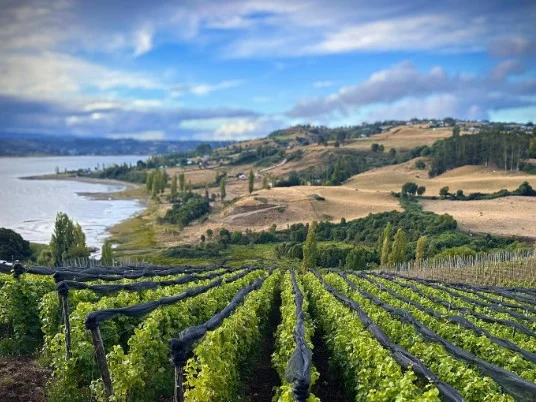 En el remoto sur de Chile, nace la DO Chiloé 0