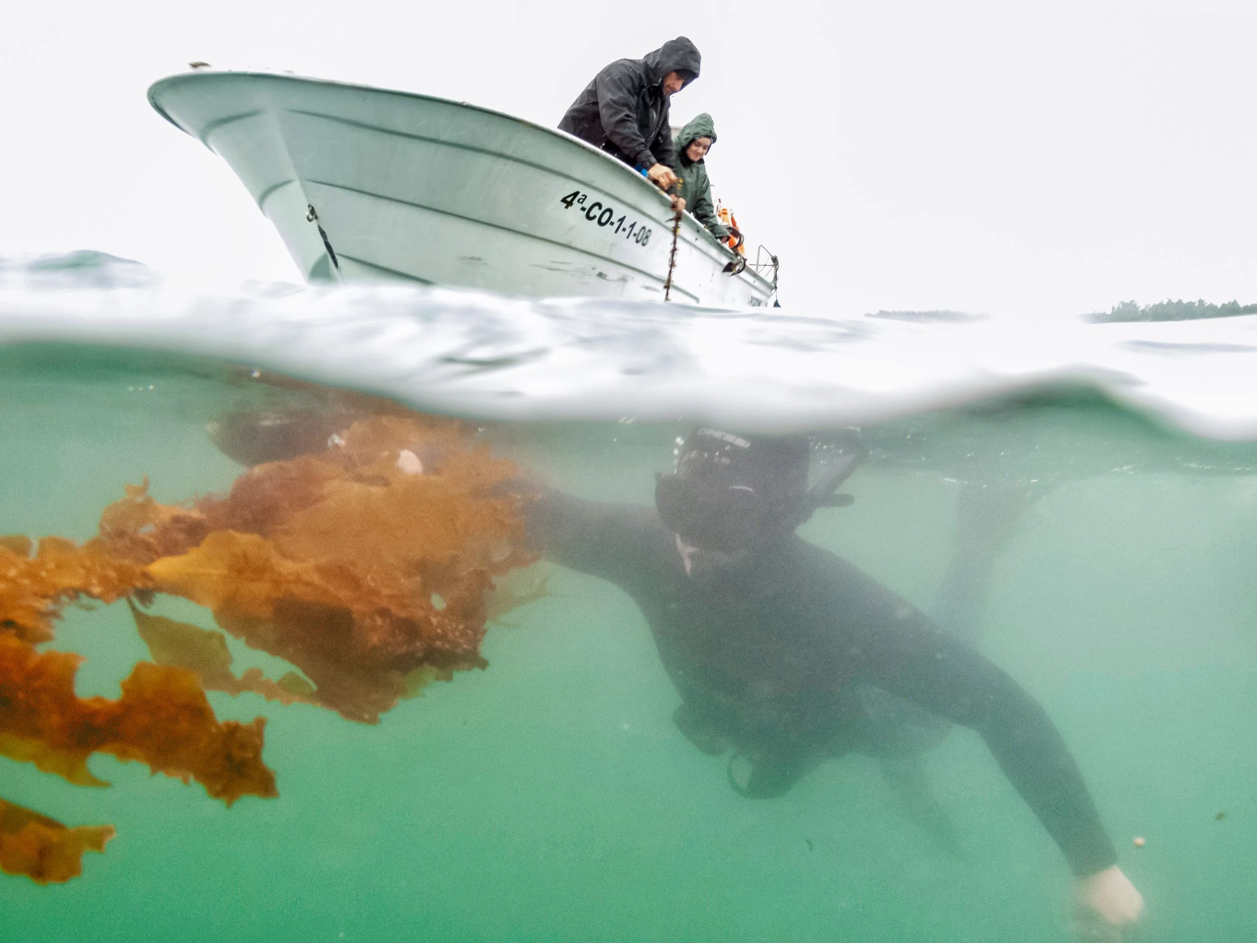 Algas, la despensa bajo el mar en Galicia 0