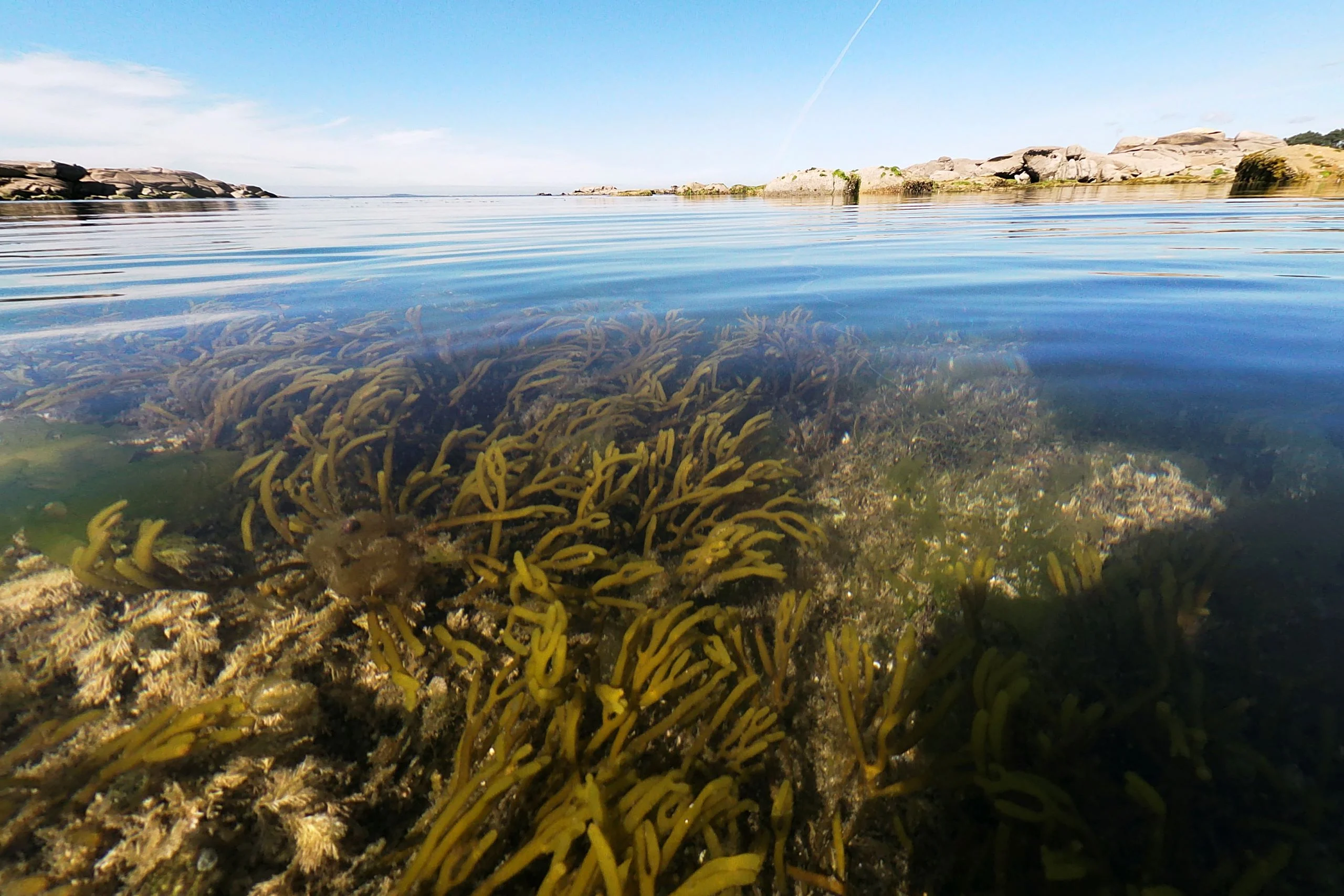 Algas, la despensa bajo el mar en Galicia 2