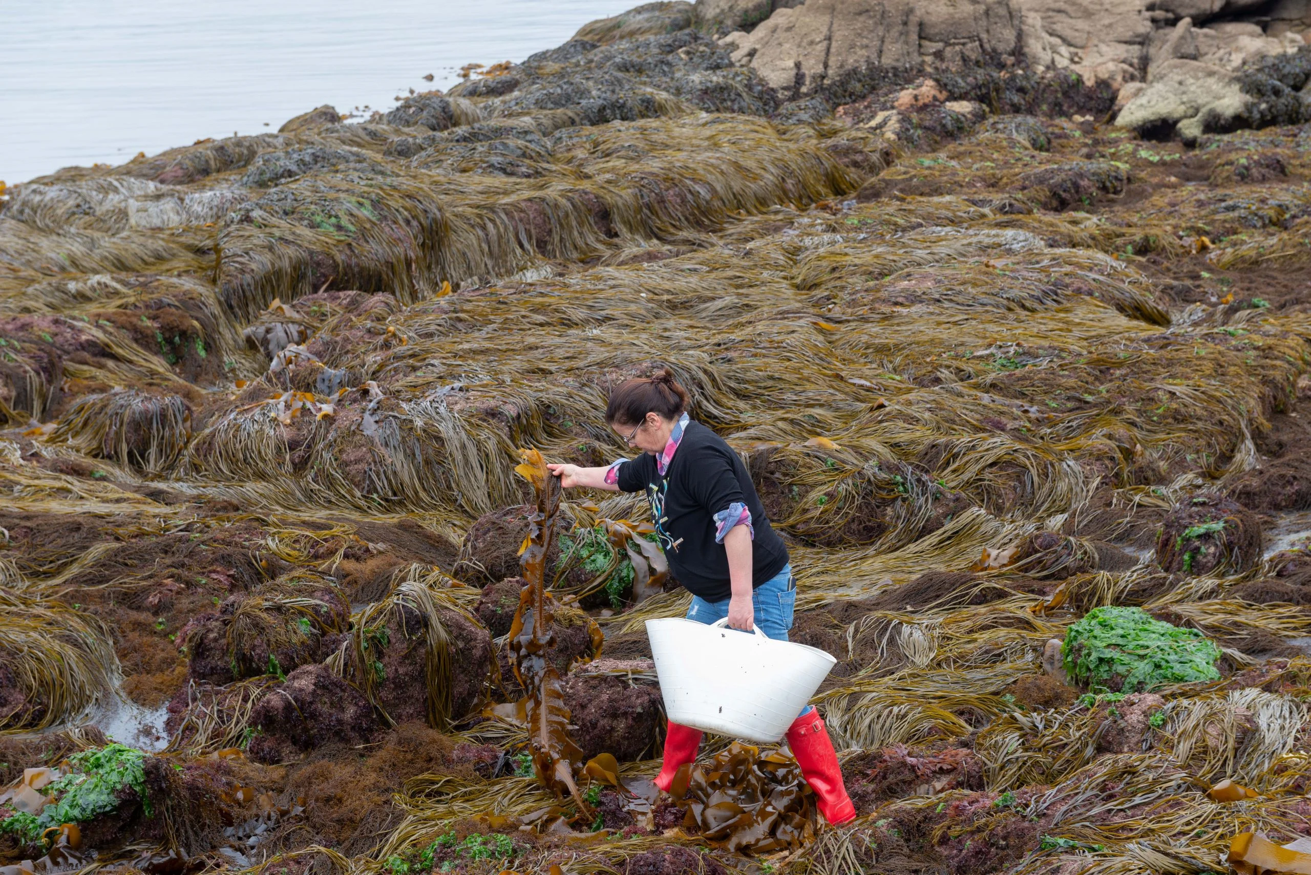 Algas, la despensa bajo el mar en Galicia 3