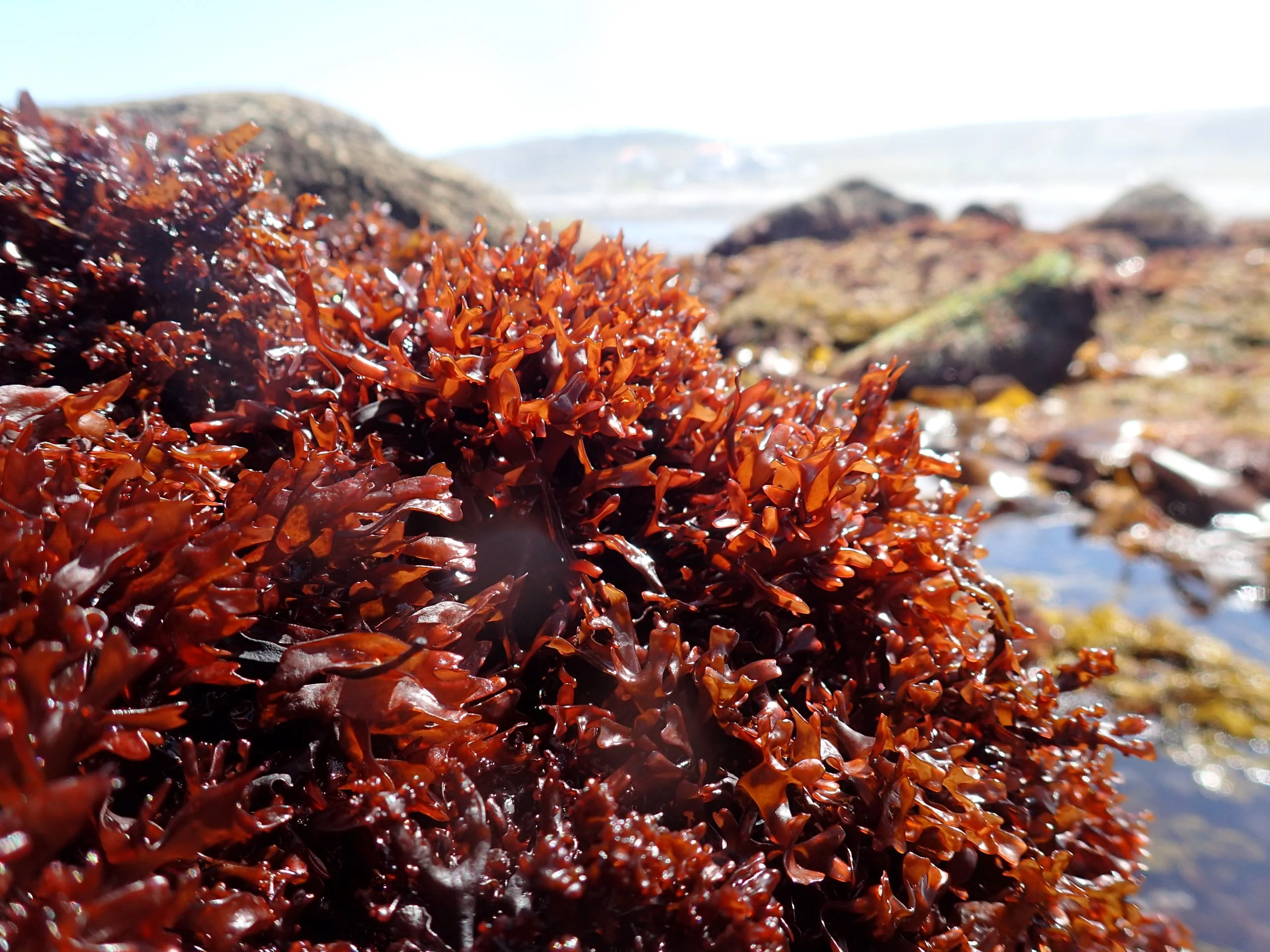 Algas, la despensa bajo el mar en Galicia 4