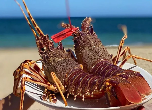 Fandango formentera