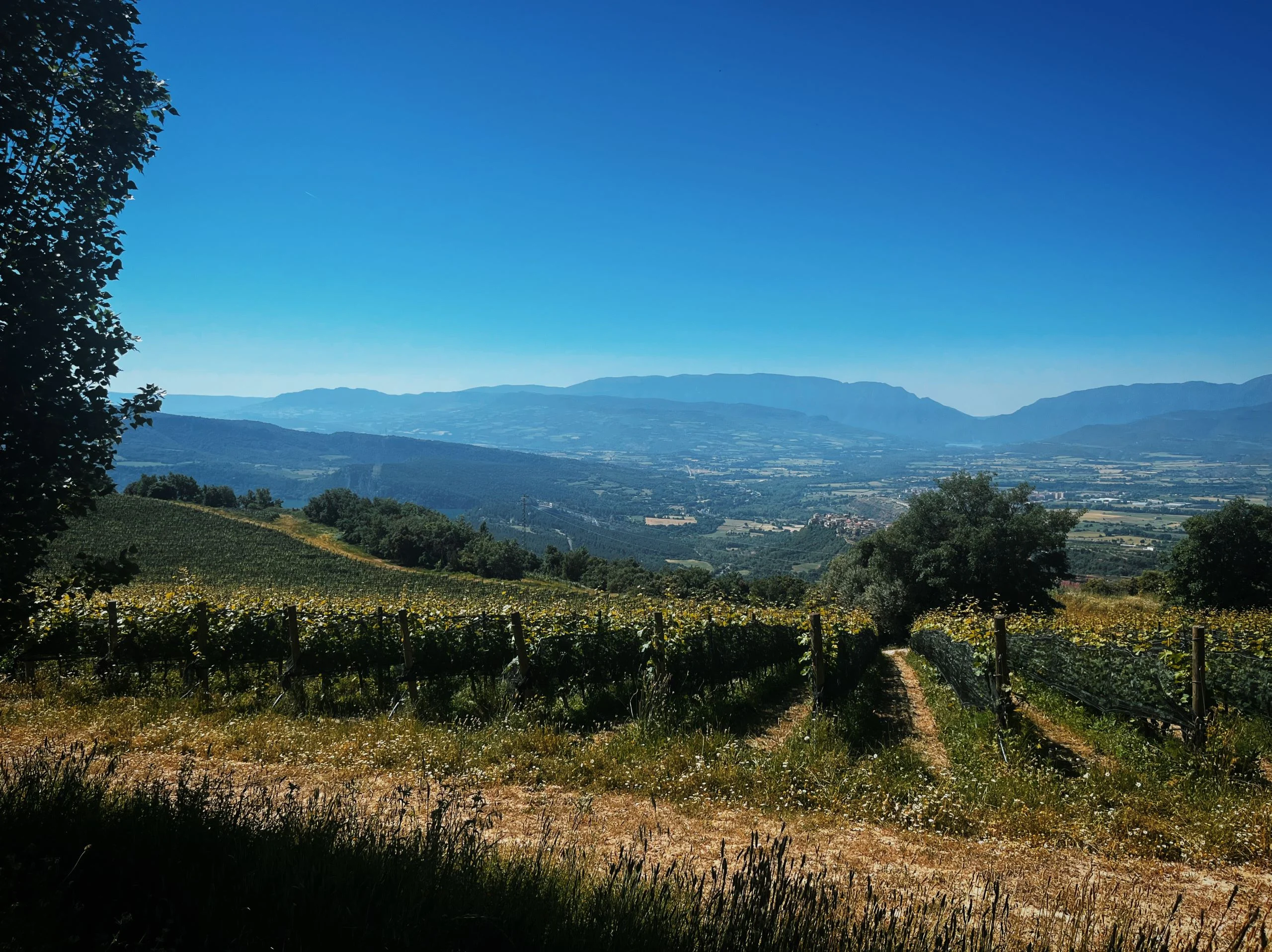 Castell d’Encús: vino de altura y de autor 0