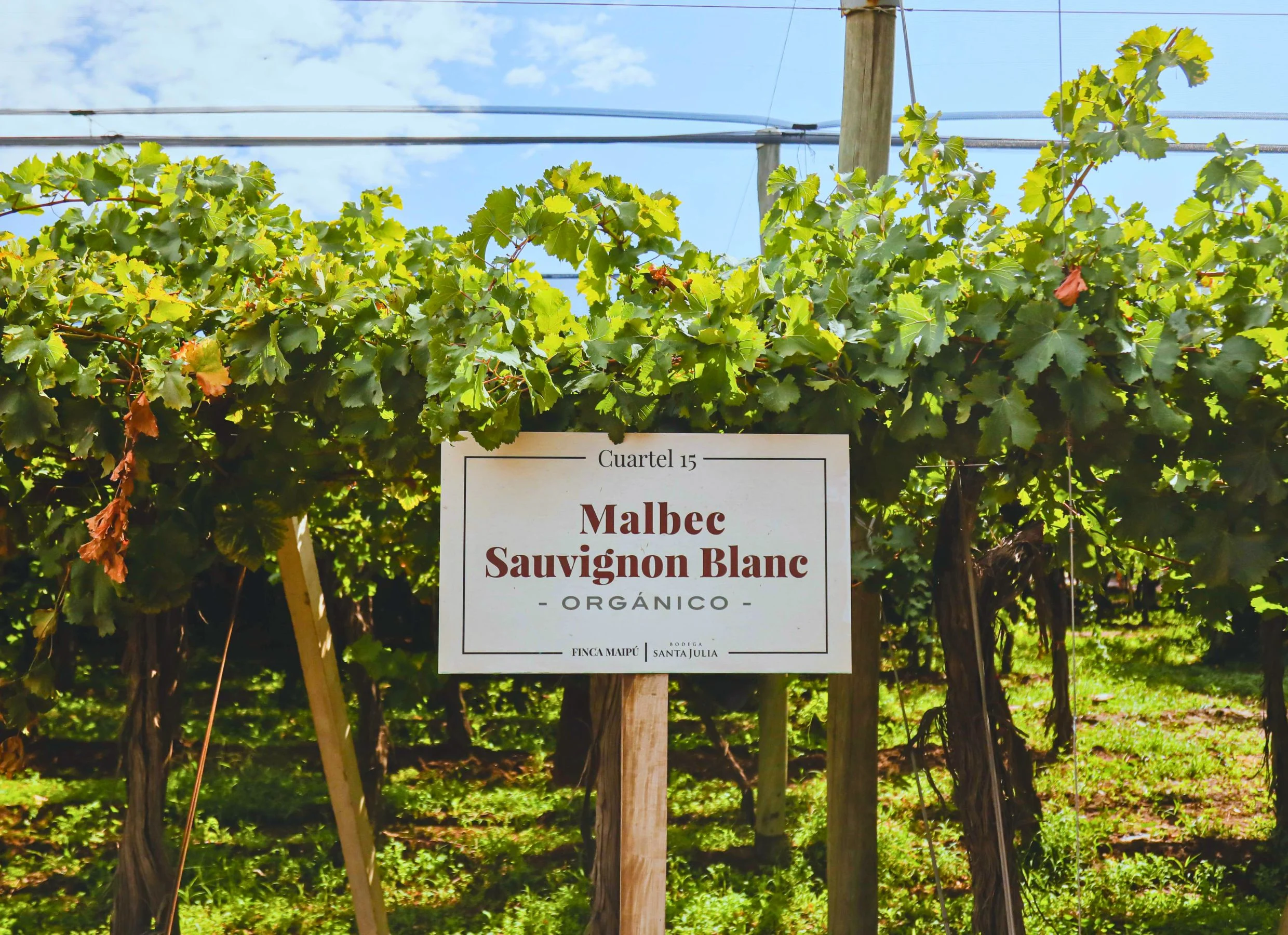 Bodega Santa Julia, el compromiso social como factor de calidad 1