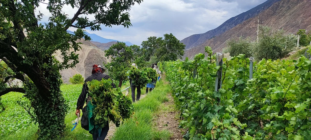 Patrick Valette, un chileno pionero del vino en el Himalaya 2