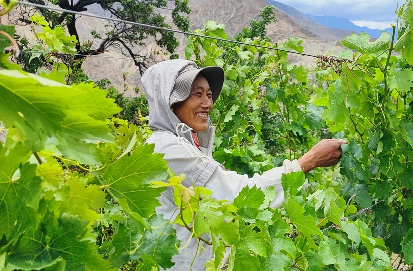 Patrick Valette, un chileno pionero del vino en el Himalaya 1