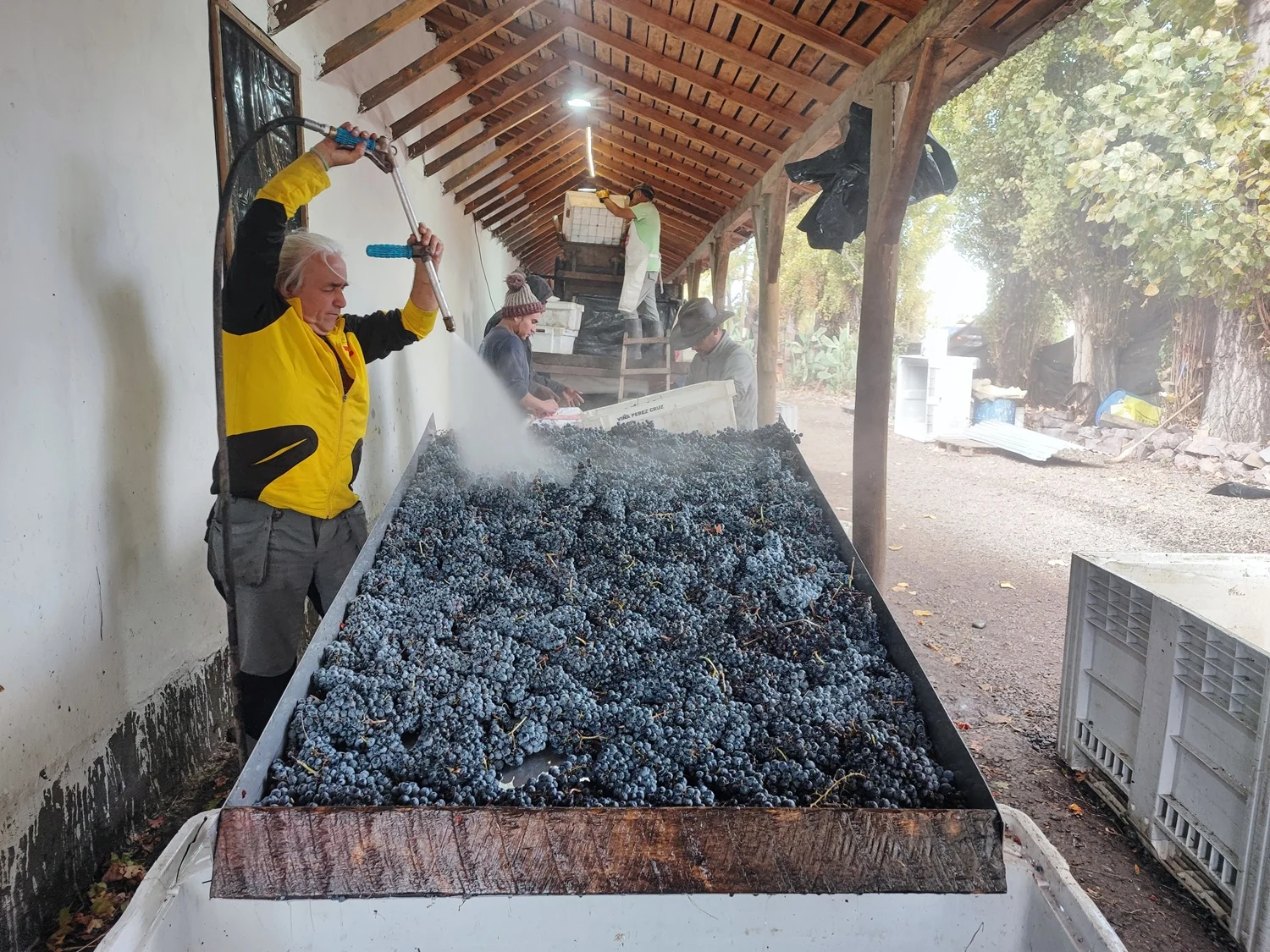 El lavado de las uvas, antes del despallido ya es parte del método Artesano.