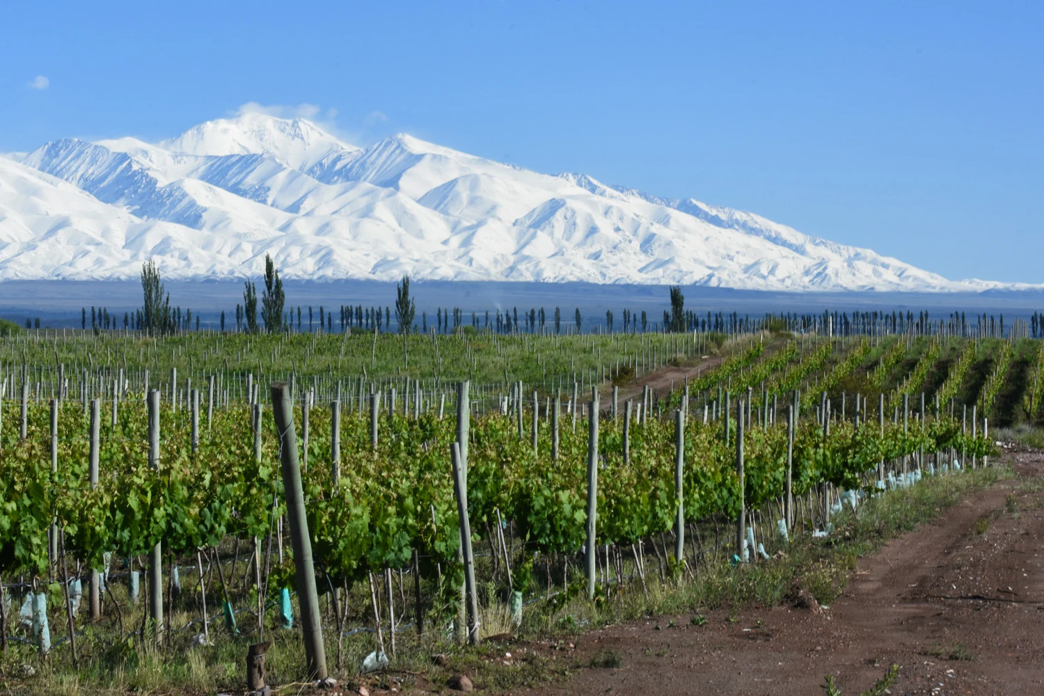 Pinot Noir argentino: diversidad, frescura y carácter 0