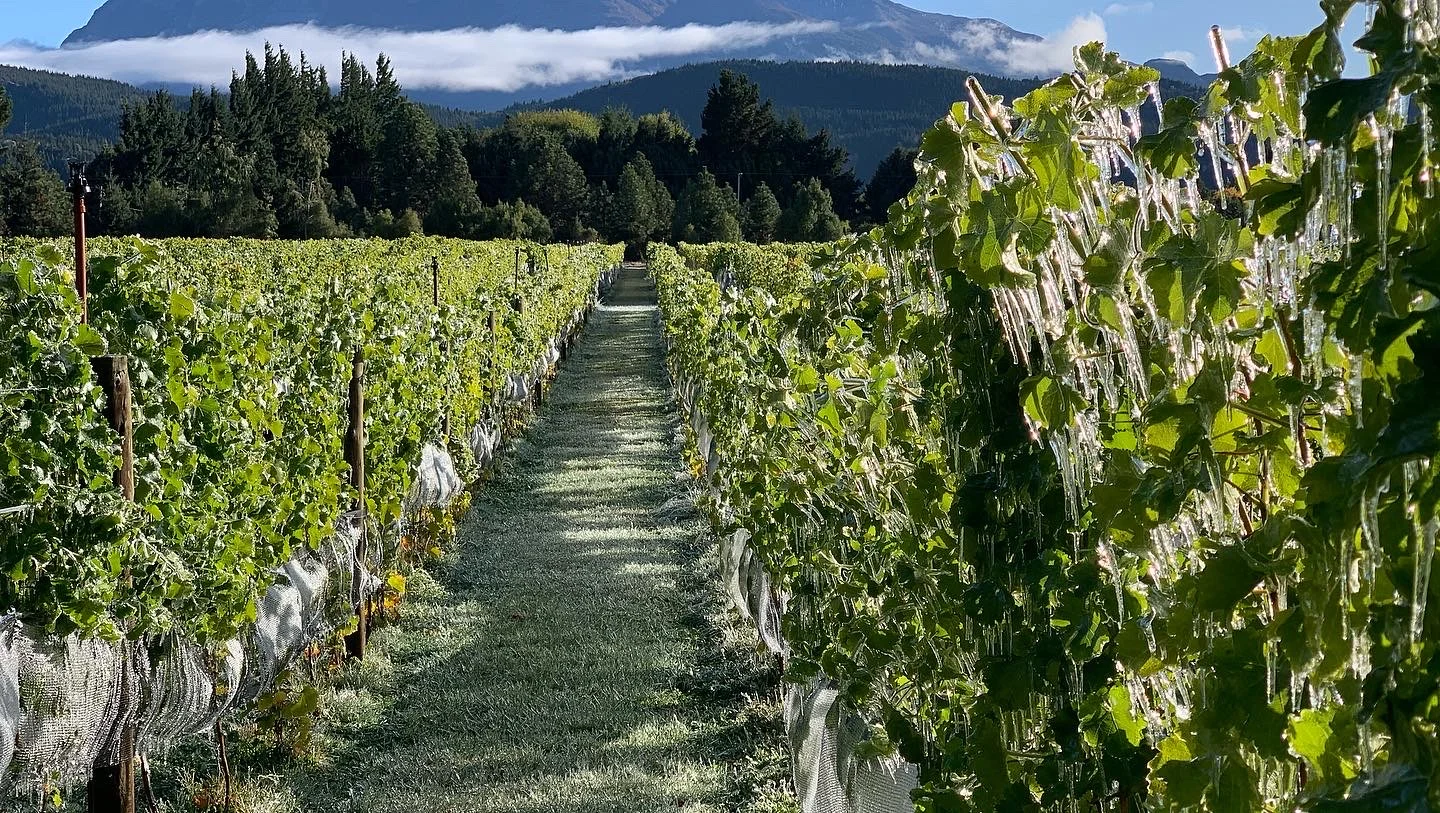 Pinot Noir argentino: diversidad, frescura y carácter 2