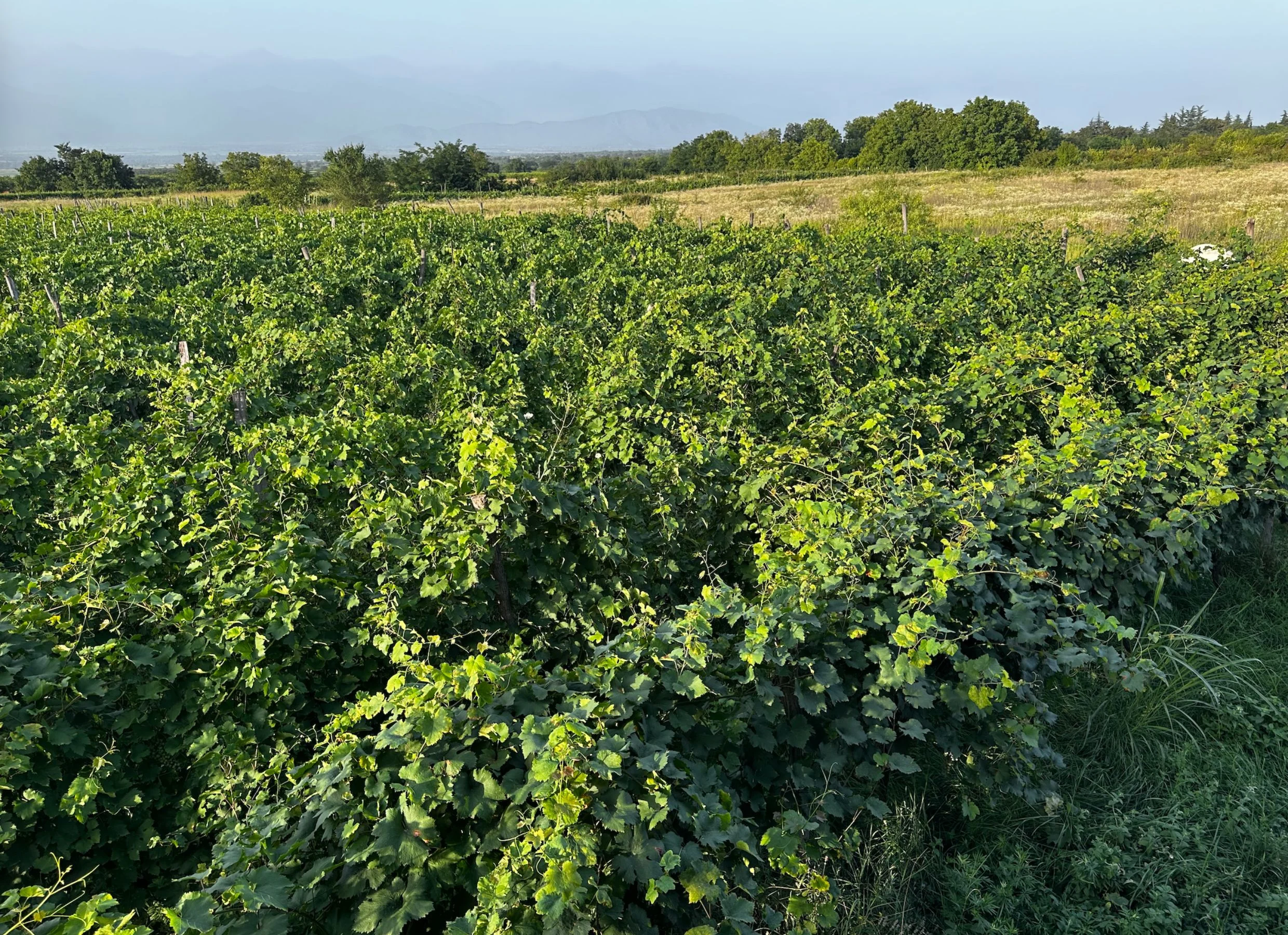 Georgia, el paraíso intacto (II vinos) 0