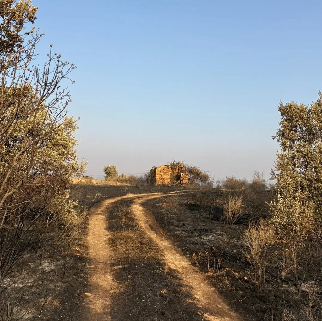 ¿Cómo han afectado los incendios al vino? 2