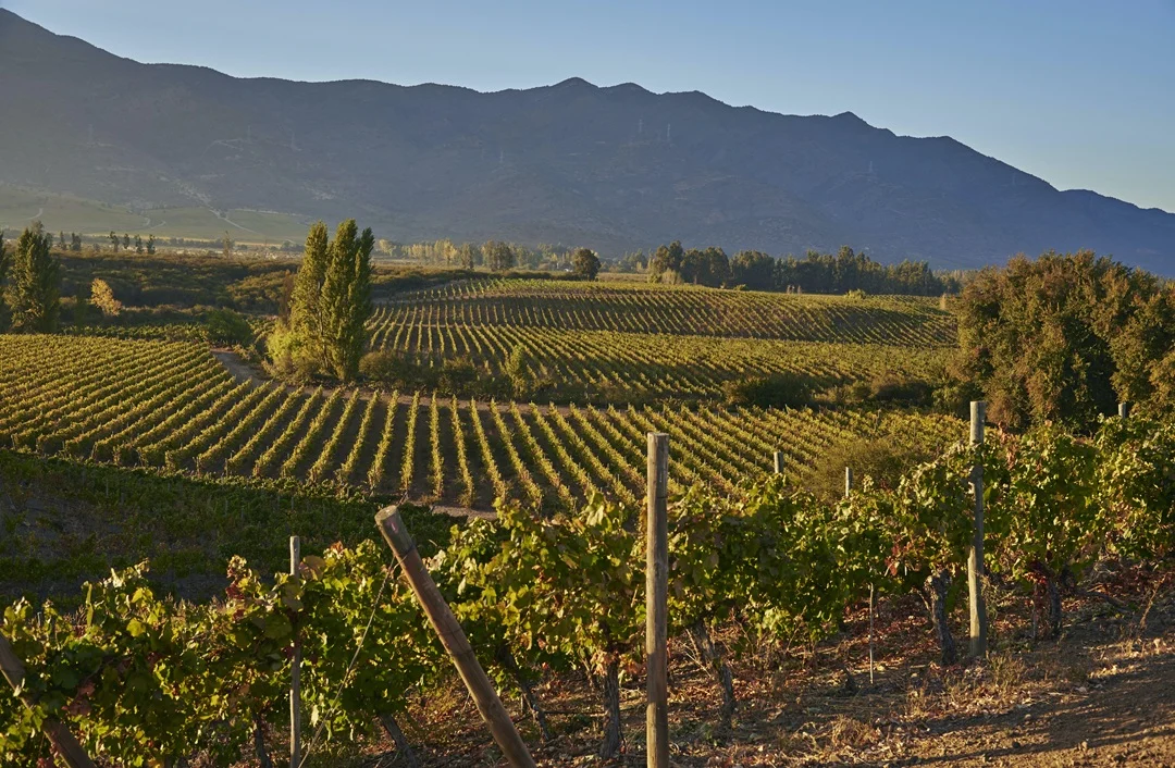 Carmenere es Casa Silva, y Casa Silva es Carmenere 1