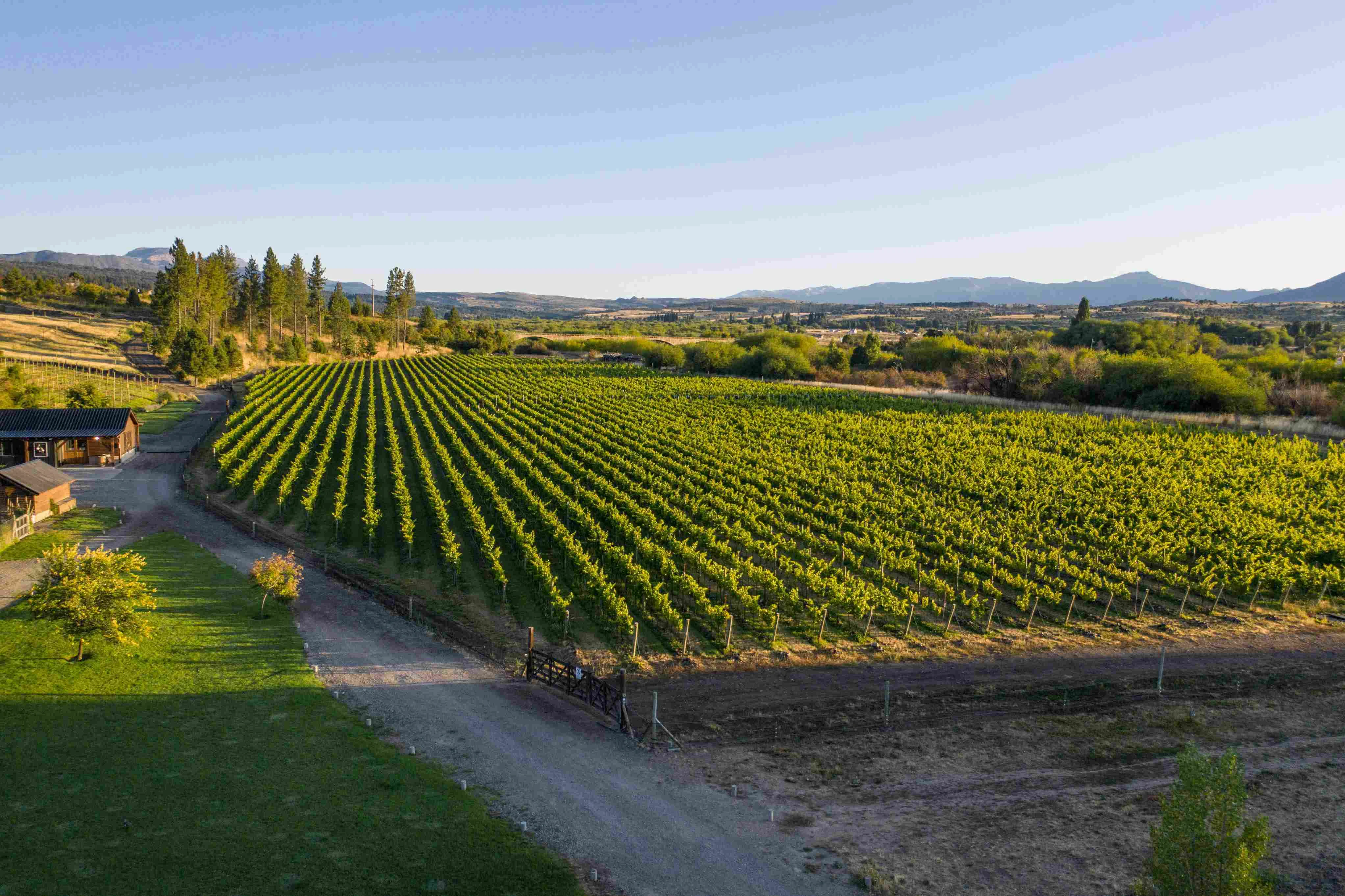 Sofía Elena: una enóloga en el fin del mundo 2