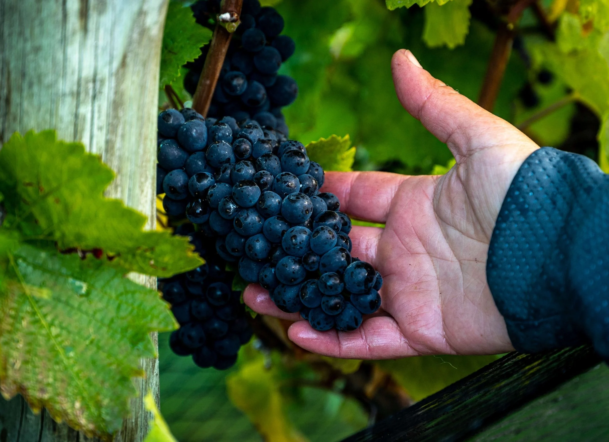 Sofía Elena: una enóloga en el fin del mundo 1