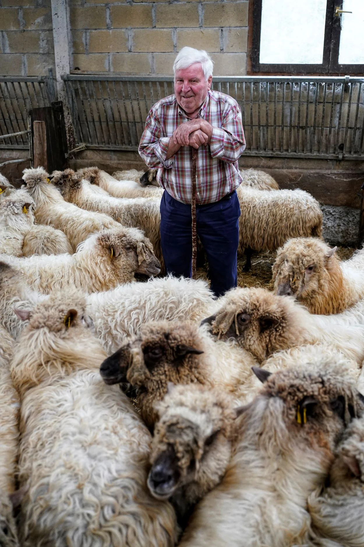Empecé con las ovejas a los 8 años. Hacía de perro 1