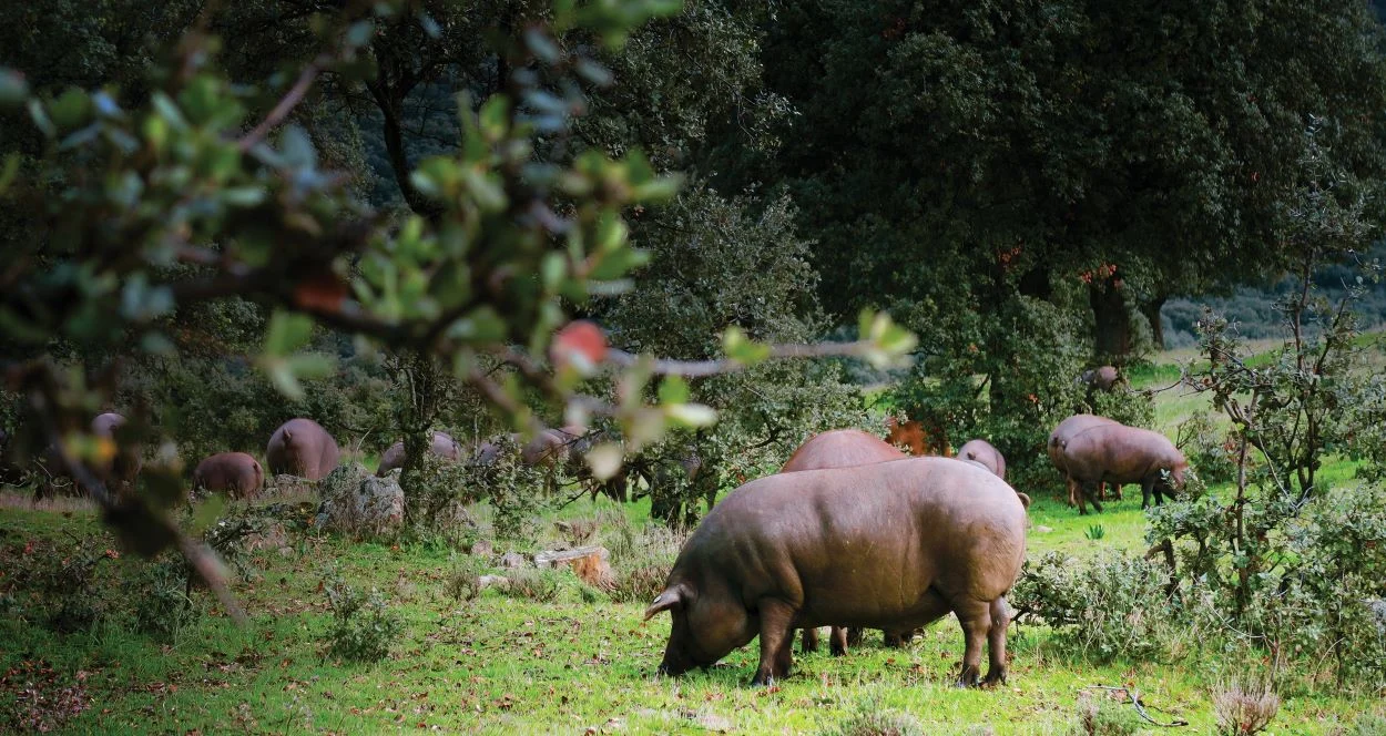 Monte Nevado: una década para construir un milagro ibérico 0