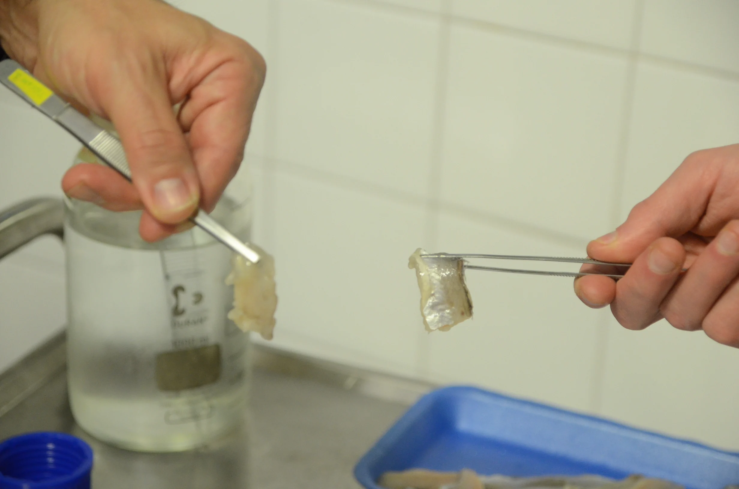 Los trozos de baladito empleados en la prueba