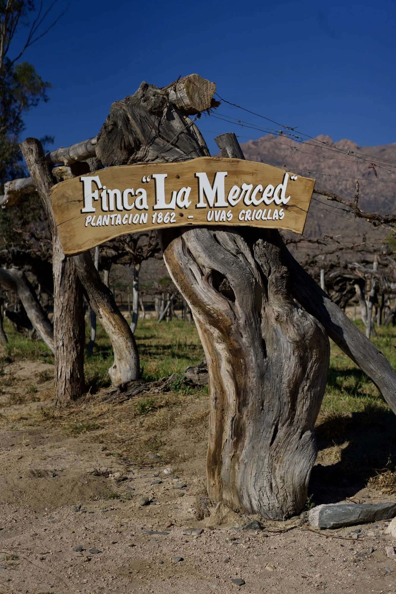 Finca La Merced, viñedo de uvas criollas en Argentina.