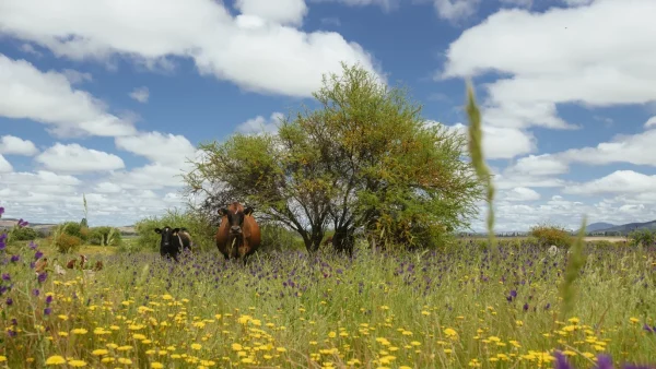 Imagen del paisaje de viñedos biodinámicos con animales en la Reserva de Caliboro