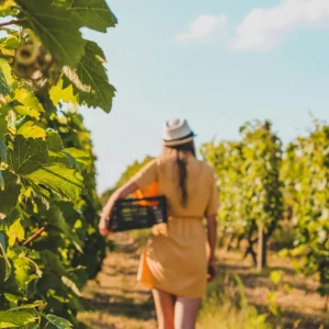 Artesana del vino en la viña
