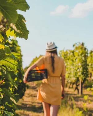 Artesana del vino en la viña
