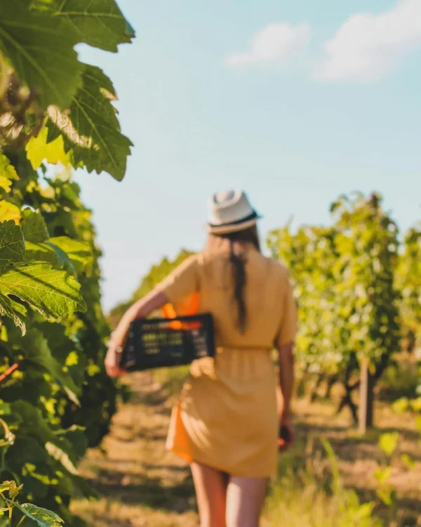 Artesana del vino en la viña