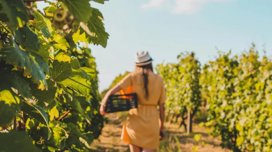Artesana del vino en la viña
