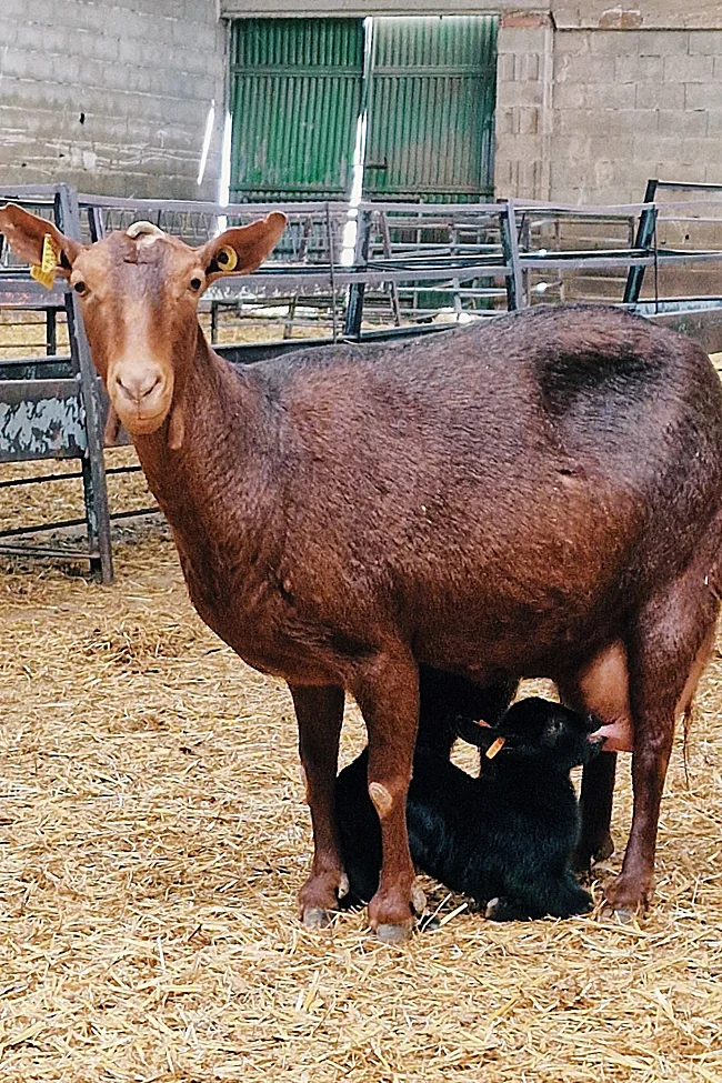Cabra de la raza murciano-granadina amamantando a sus crías