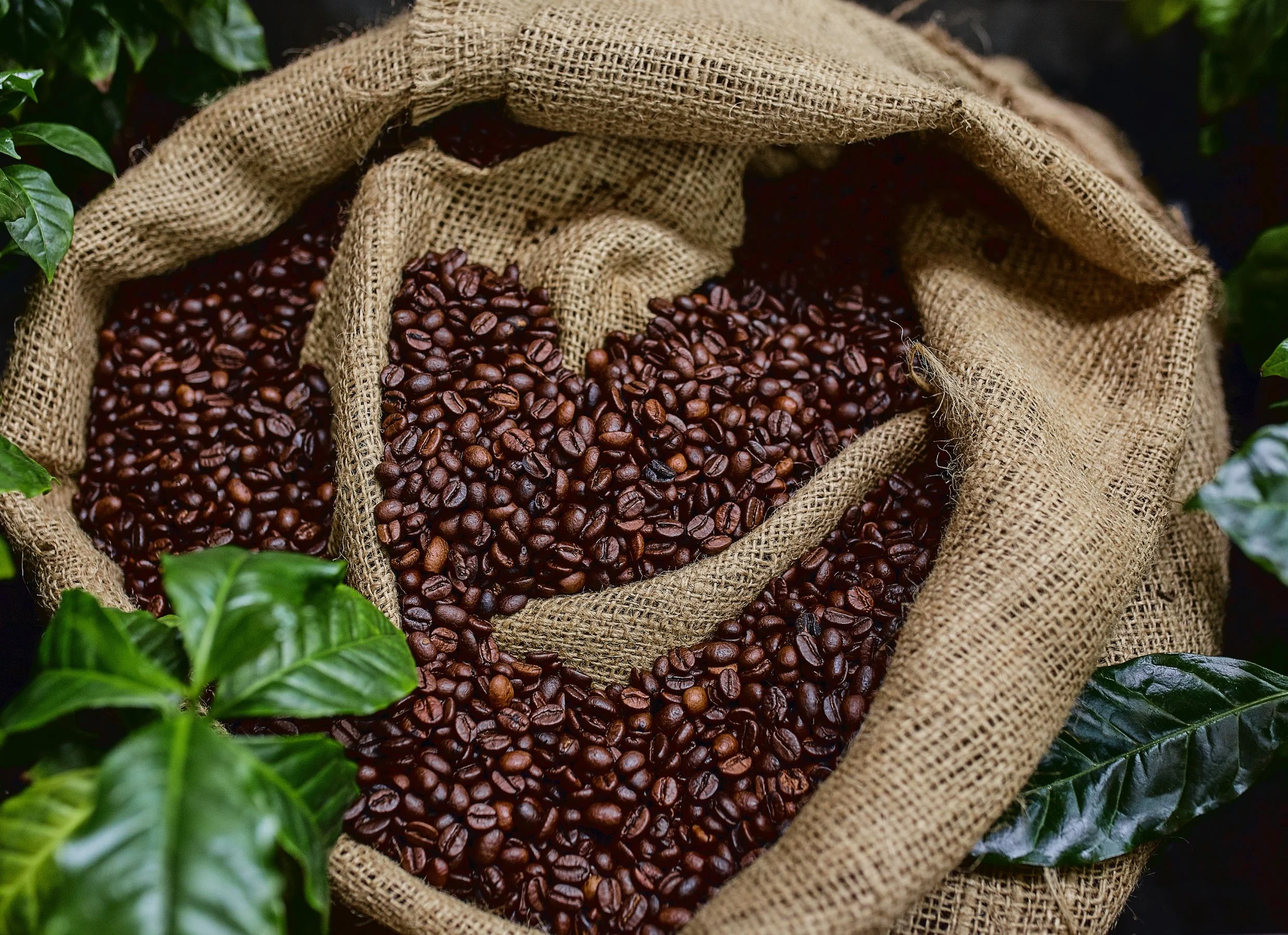 CoffeeFest 2026 consolida Madrid como capital europea del café de especialidad 0