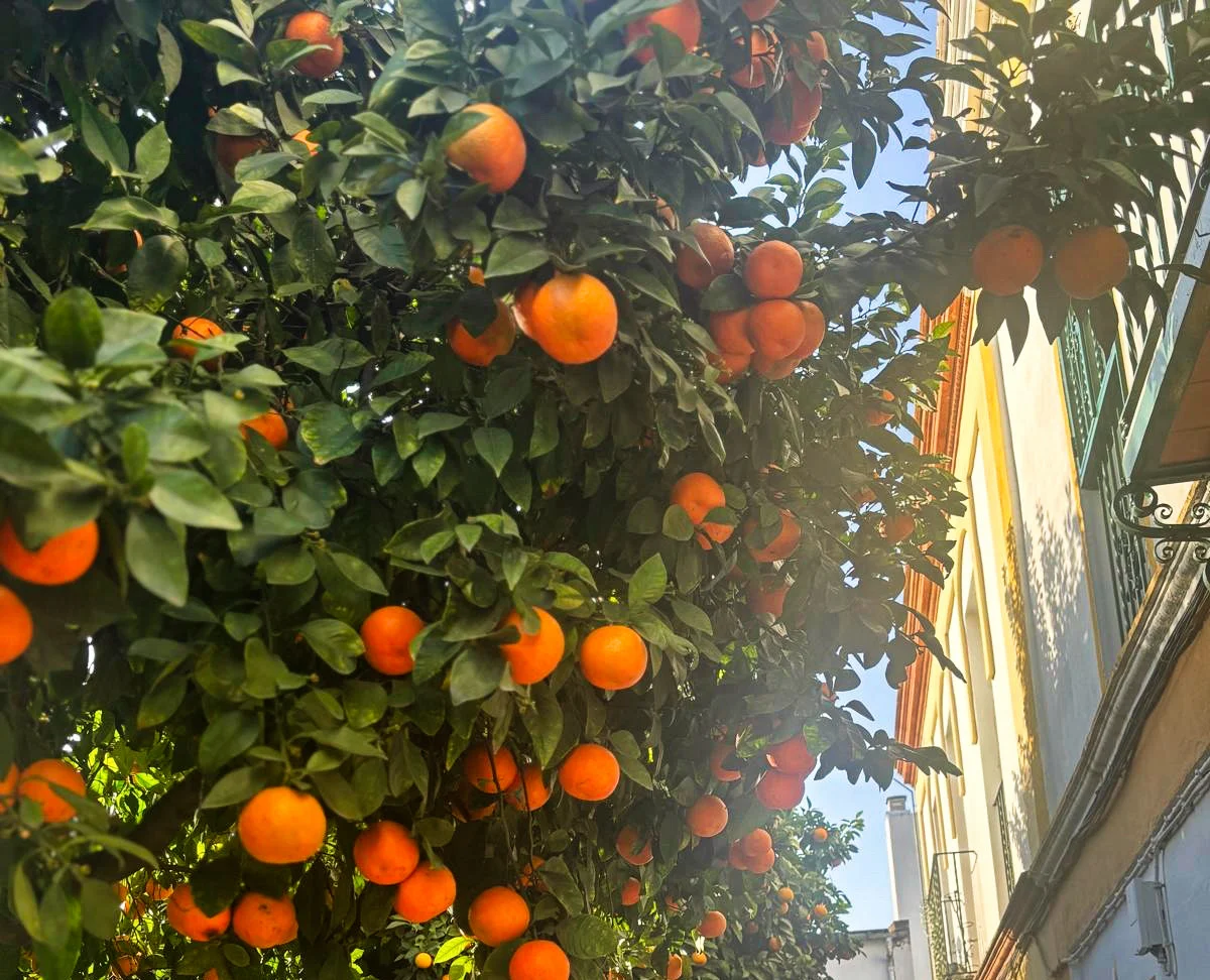 Un naranjo en el barrio de Triana