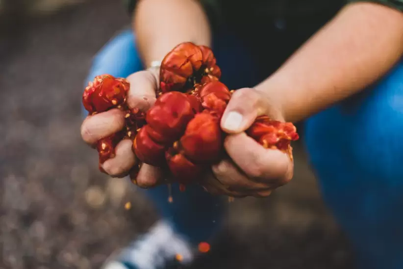 Estrujando tomates