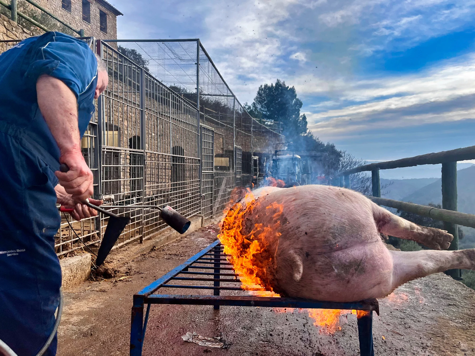 Depilado del cerdo tras el sacrificio.