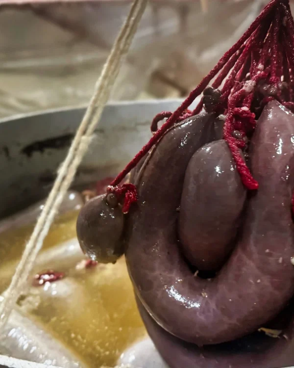 Morcillas recién hervidas en el caldero en la matanza tradicional.