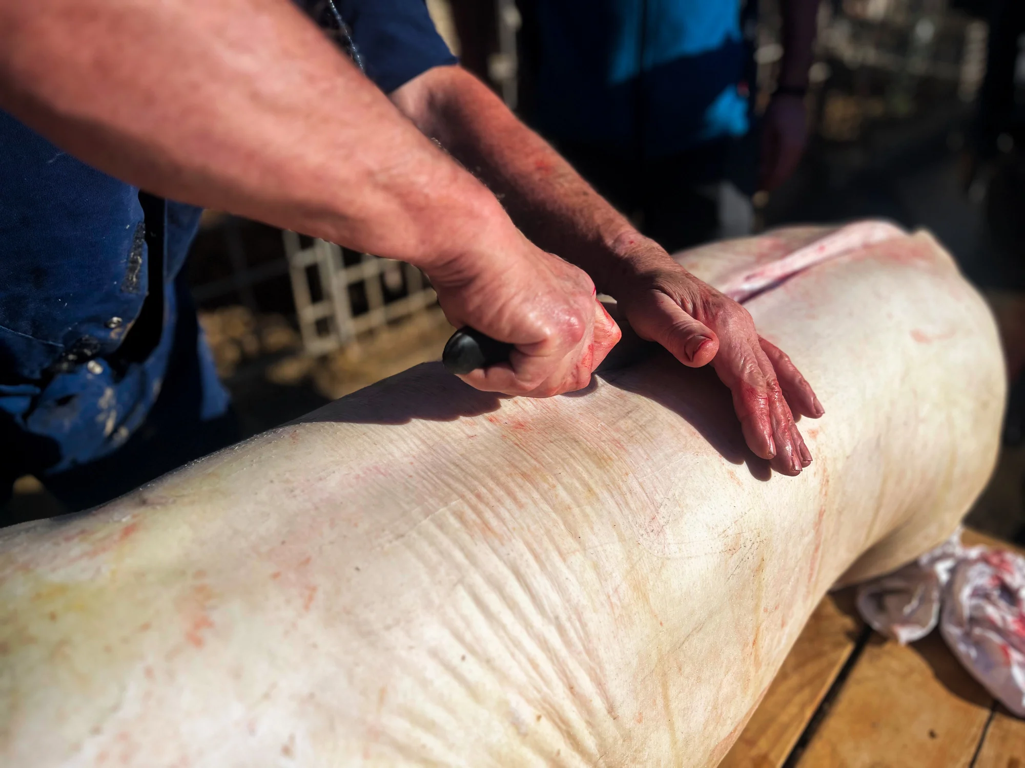 Inicio del despiece del cerdo tras el sacrificio y desangrado.