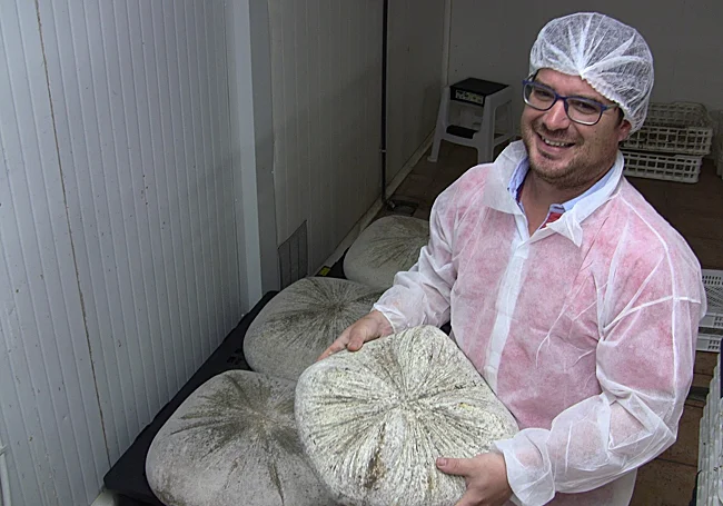 Nacho Roldán acarrea un queso Cuatro Picos, uno de los hitos queseros de Hoya de la Iglesia