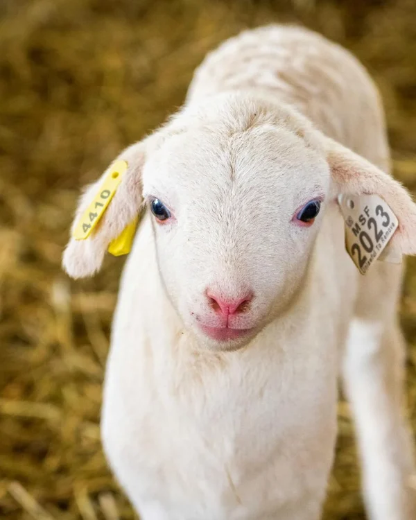 Cordero en una ganadería.