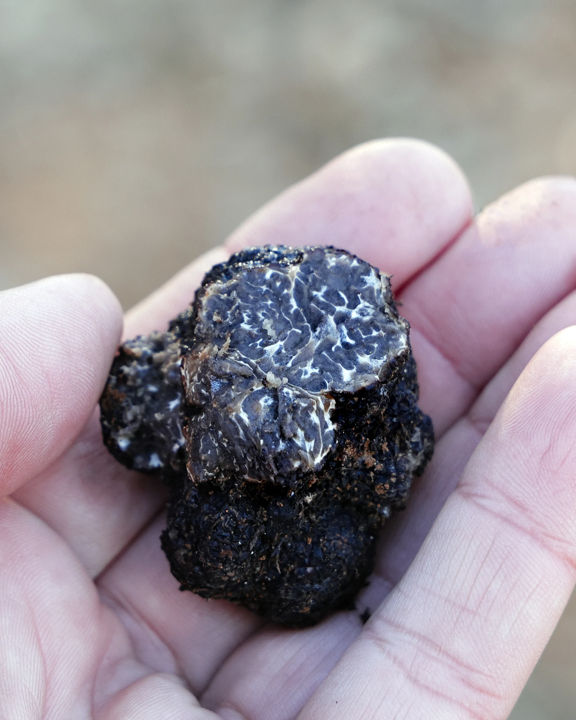 El aspecto que debe presentar una trufa negra madura