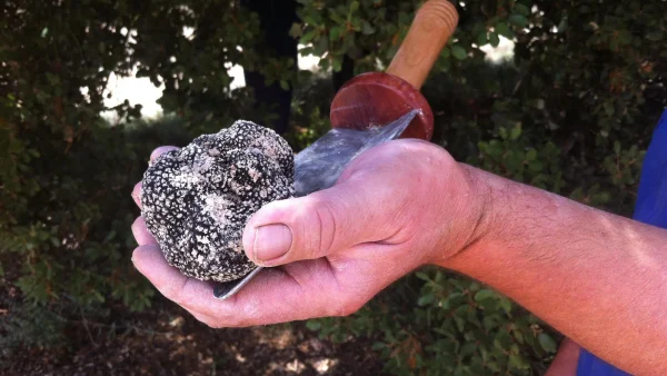 Una trufa negra recién recogida en una plantación