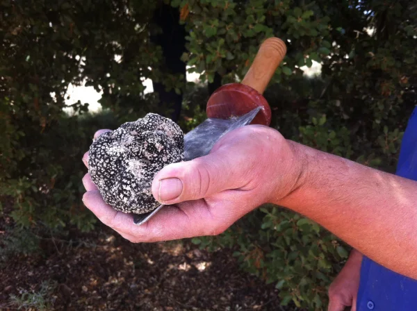 Una trufa negra recién recogida en una plantación